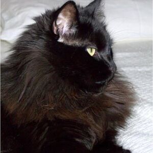 Headstrong Brand Cat. OS. Black. Eats Mostly Tuna. Offers Regularly Rejected.